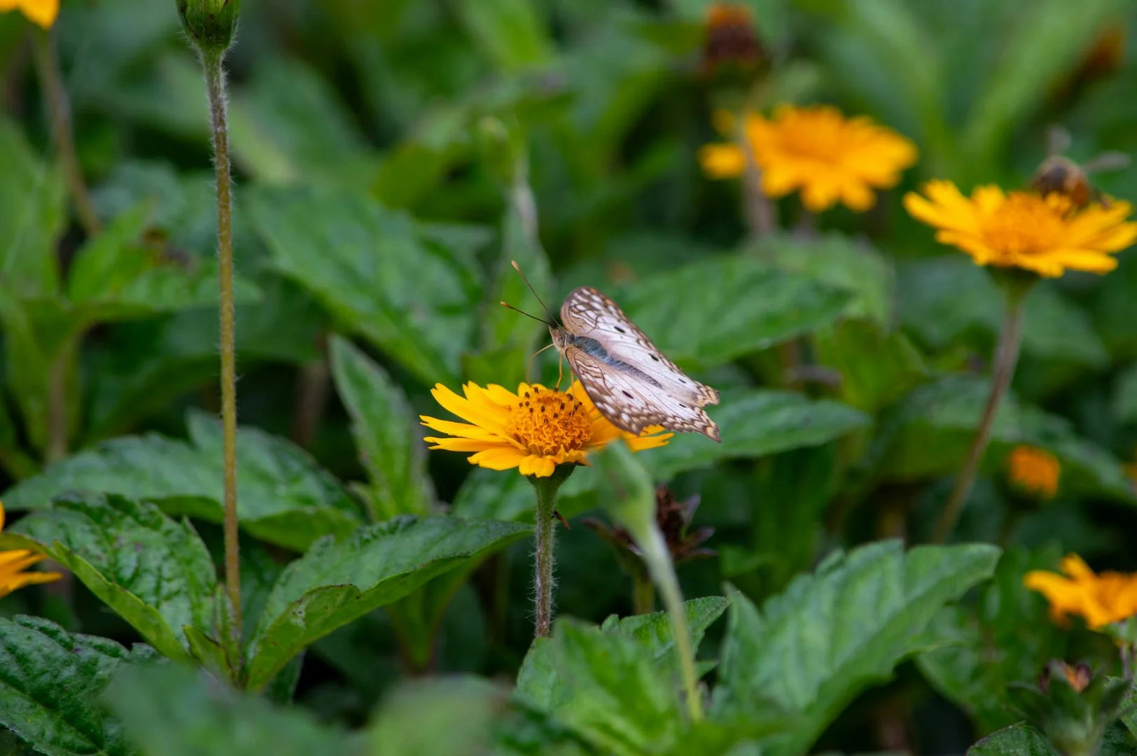 Guia de Empleo en Brasil para Inmigrantes