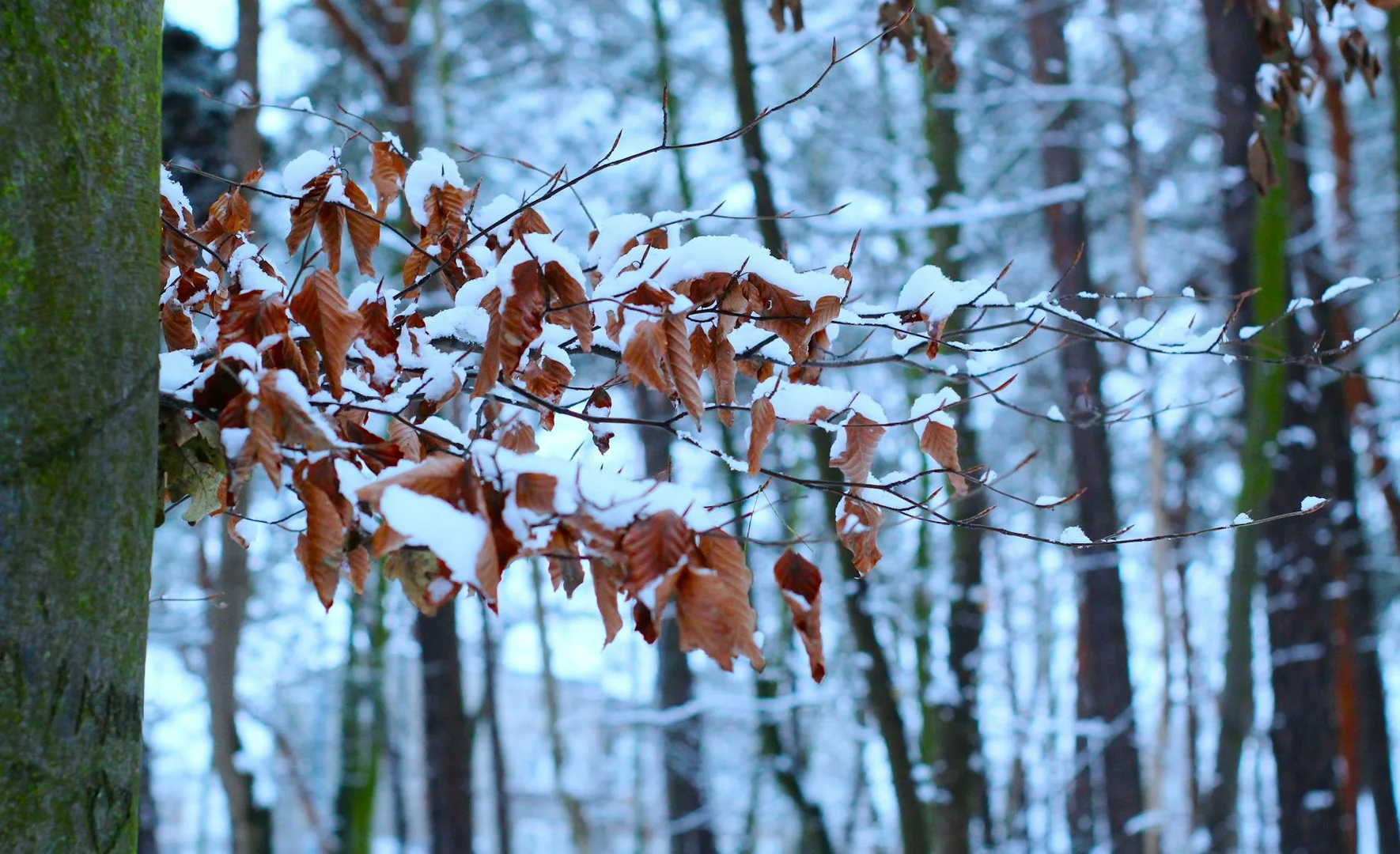 Sobrevivir tu Primer Invierno en Brasil