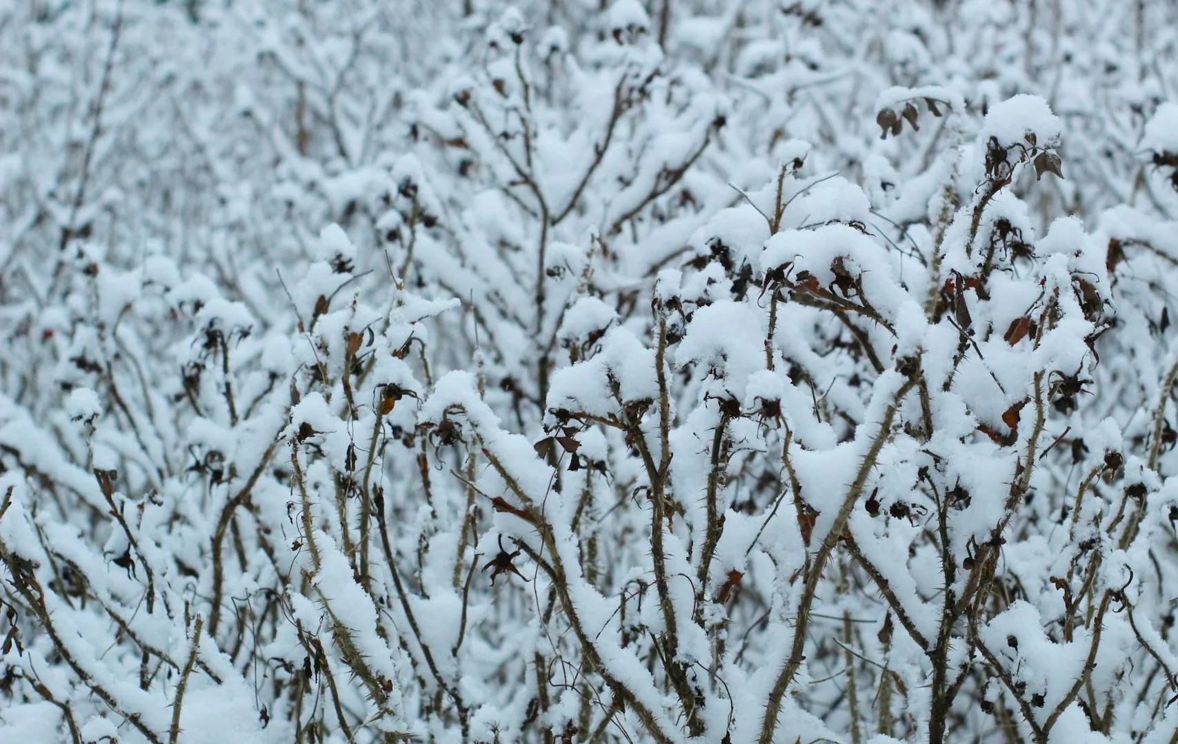 Sobrevivir tu Primer Invierno en Brasil
