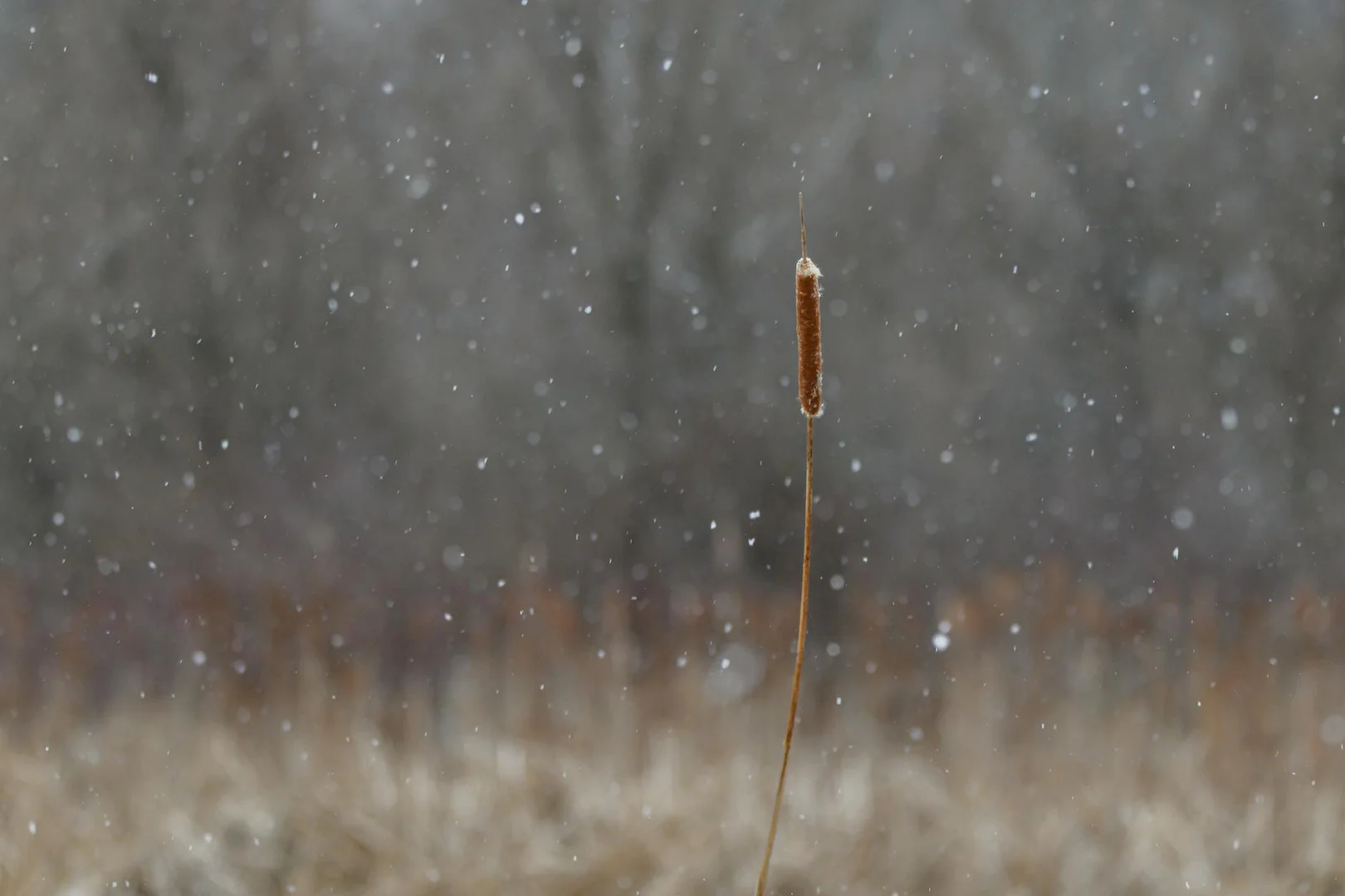 Sobrevivir tu Primer Invierno en Emiratos Árabes