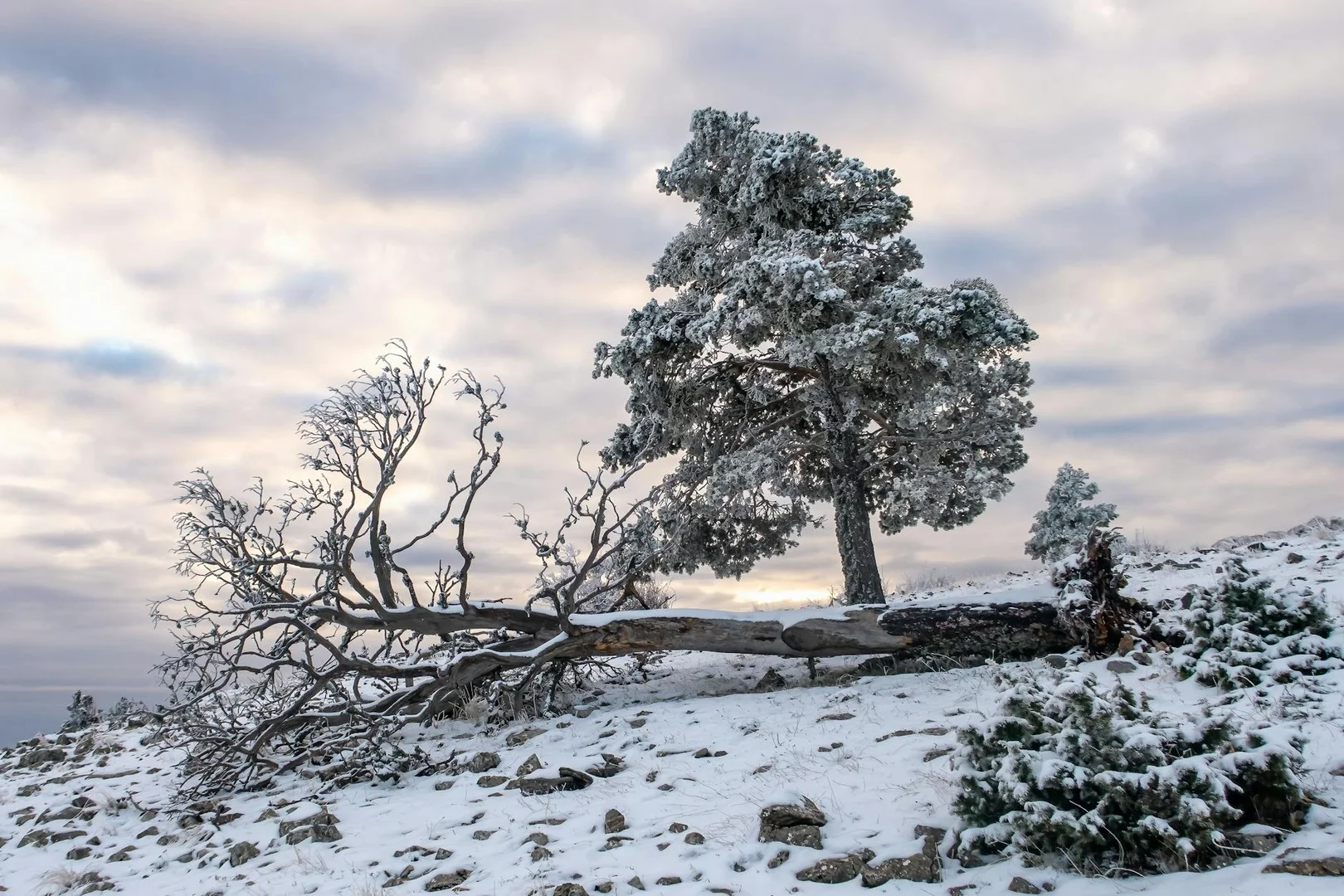 Sobrevivir tu Primer Invierno en España