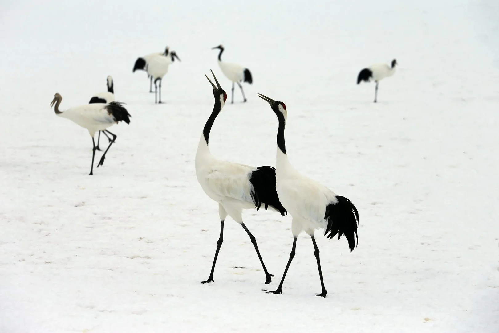 Subarrendar o Subalquilar en Japón 2024