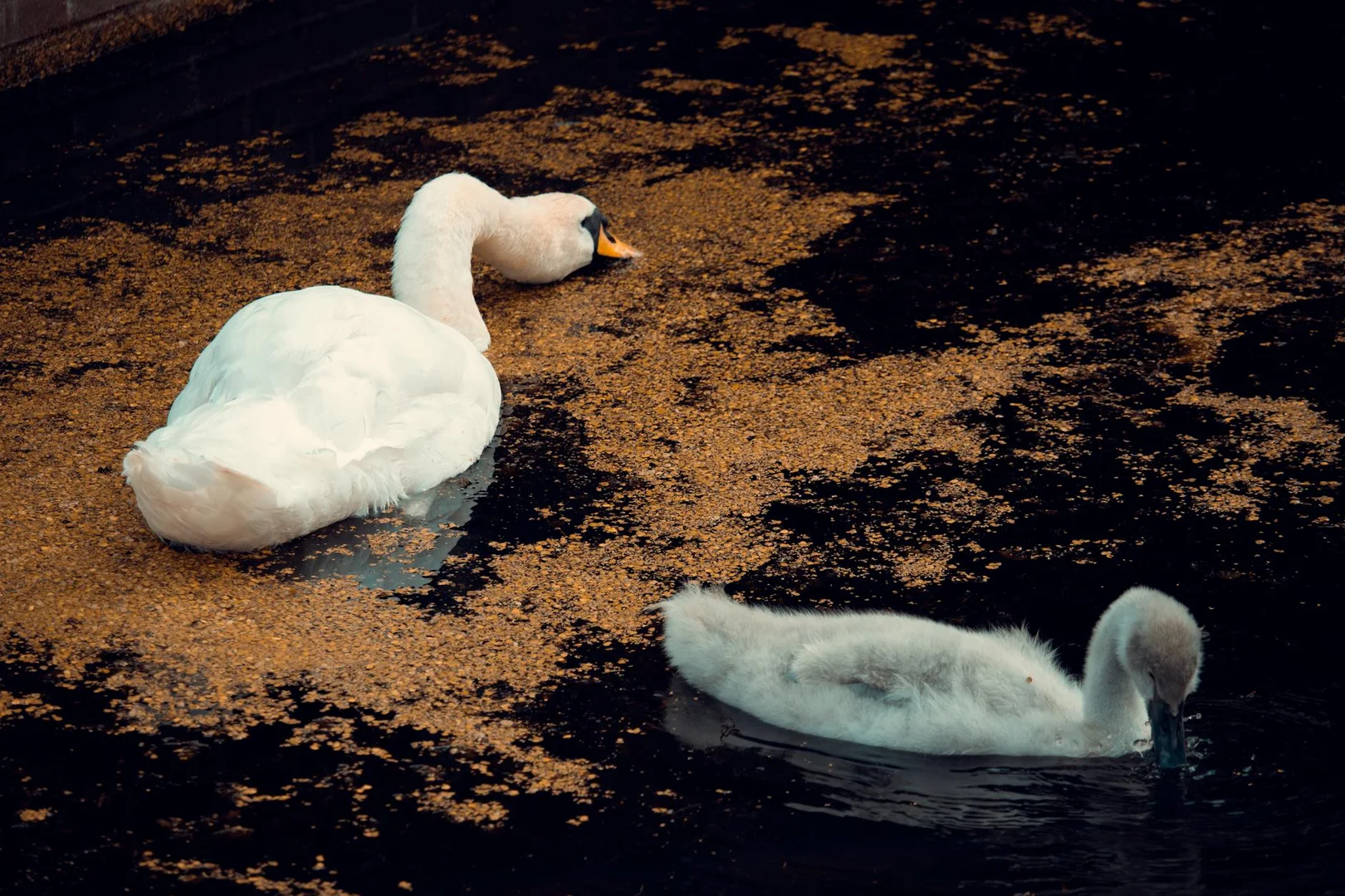 Como Encontrar Empleo en Países Bajos