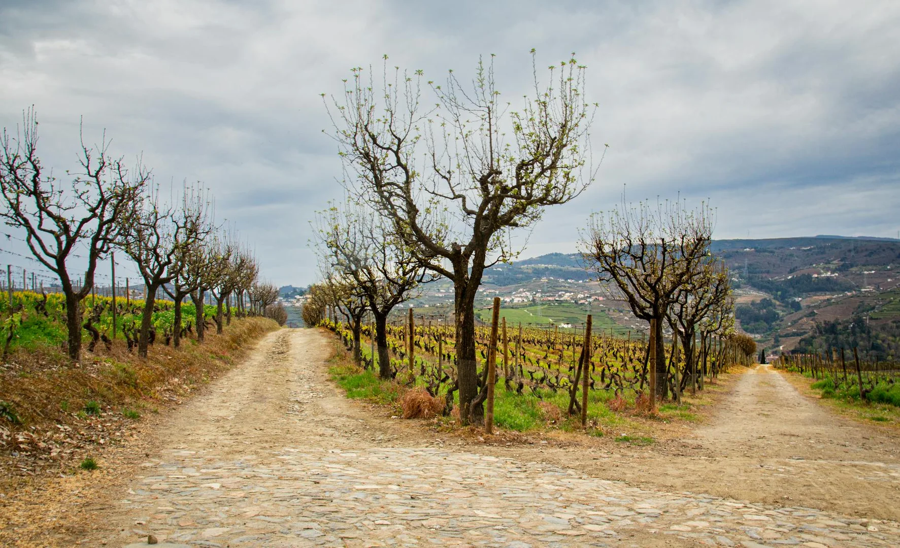 Volver o Quedarse: El Dilema del Latino en Portugal