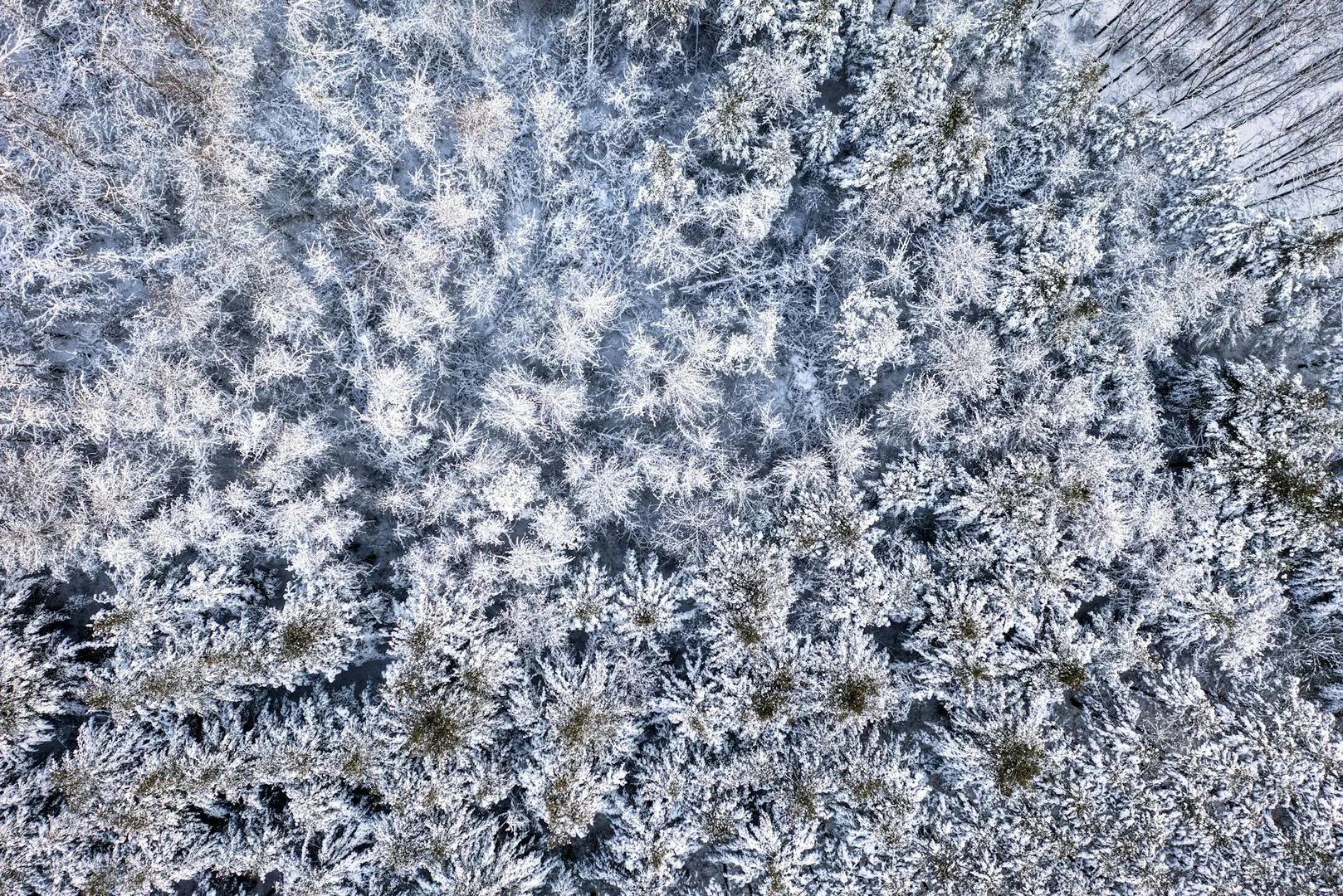 Sobrevivir tu Primer Invierno en Estados Unidos