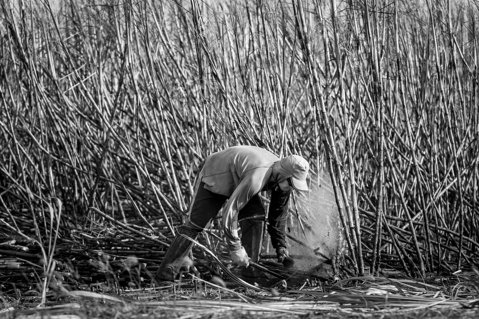 Trabajos Agricolas y de Campo en Brasil